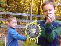 IMG 20121006 094158  Harvesting sunflower seeds! Look at all of them!