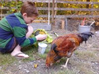 IMG 20121006 094556  Gordon quite happy to help Sam harvest seeds :)
