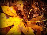 2012-10 OCT