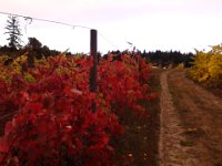 IMG 20121021 152226  The vineyard is so pretty in the grey mist, colors popping against the steel sky.