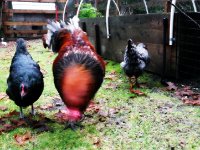 Chicken family portraits