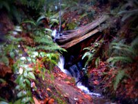 Pic-12012012-004  We enjoyed checking out this little waterfall on a runoff stream.