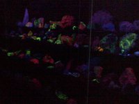 Pic-08142013-018  Black light is really cool - shows the fluorescence!