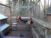 Christmas 2013 028  Merry Christmas, Chickens! : Christmas 2013