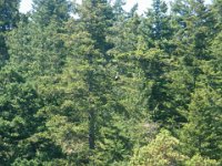 IMGP9460  Eagle in the tree!