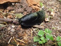 IMGP9508  We named this slug "Licorice" for obvious reasons. We found the same exact one on the way back down the trail!