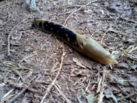 Pic-06192013-016  Really long banana slug!