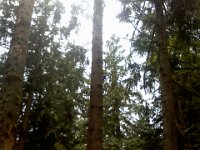 Pic-06202013-015  Woodpecker - hard to find but a big one making a lot of noise!