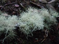 IMGP0143  Soft moss.