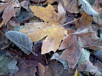 Pic-11222013-001  Loved these leaves out on a jog.