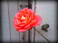 Pic-10142013-001  Found the last rose to bloom while out on a jog. This was on Sunrise Dr.
