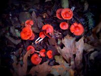 Pic-10162013-004  Bright orange mushrooms on the same trail run.