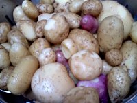 Pic-10222013-002  Potatoes from our garden!