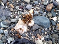 Pic-09142013-005  You know how dumb I am? I looked down and thought this "rock" was pretty cool. I reached out to grab it. It was soft. I was puzzled. I grabbed harder. It fell apart. It was...drumroll...seagull poop!!!!