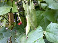 Pic-09212013-005  My massive peas - or are they beans? I always get confused.