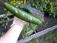 Pic-09212013-009  A massive cucumber - an "Orient Express" variety. And a spiny one. So cool!