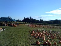 Pic-09262013-001  At the farm stand on a Thursday afternoon to get a pumpkin before the crowds. In the middle of the frame Betsey is emerging from rows of grapes with her horse, Red, pulling a plow.