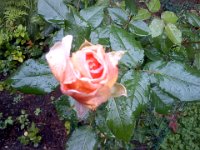 Pic-09272013-004  This rose was JUST about to bloom - but a deer ate it THAT NIGHT! Urgh!