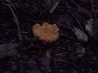 Pic-09272013-005  This looks spooky, and it sorta was. Out hunting chantarelles with my neighbor and friend, Ingunn, who grew up in Norway and did this growing up.