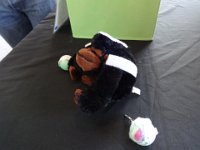 Seattle PSC 014  Did our viruses infect the monkey? Nope! : Seattle PSC
