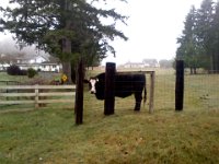 Pic-01242014-001  I love cows. Here is one watching me talk to it while out on a jog.