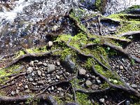 DSC00801  Ben liked these rocks and roots! He's still taking pictures.