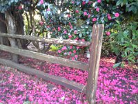 20140317 081851  Love this bush every spring. So pretty.