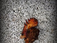 20140317 141711  This rooster head fell from the sky (from an eagle's clutches?) at the playground. I thought it was artistically pretty cool. Could actually be a Rhode Island Red hen - some of them have very large combs. Hard to know.