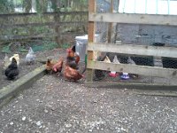 20140321 105355  I got 4 new hens today! I now have 2 roosters and 12 hens. The new four are getting acclimated in the run on the right while the others check them out. I gave all corn to distract them. Really the integration went AMAZINGLY smoothly. It is so nice to integrate grown hens, vs. smaller pullets with a flock of mature birds. I won't bore you with the details, but after trying to get the new girls in the coop tonight I finally gave up and decided they needed to figure things out. I went back out after dusk and guess what I found - 4 new girls tucked in nicely next to Merlin. How awesome to have that work out! Now I just need to get the coop open before feathers fly in the morning.