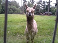 20140617 085637  These alpacas were very quiet until I showed up!