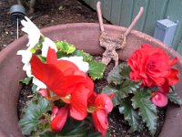 20140617 163709  Mom found these shears somewhere in our garden. They look good with this pot!