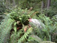 20140617 165612  Oh! In the ferns again! Where are your hearing aids???