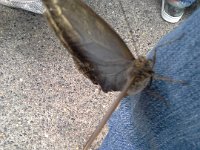 20140620 124322  This guy climbed right up me in the butterfly house!!