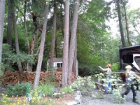 20140624 094127  Mom and Richard taking on one last job - getting rid of a few problem trees! These guys are good. Can you find the one in the tree? He looked like a lemur hanging sideways!
