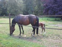 20140725 120529  Then off to Whitethorn Farm to see Janet's latest addition - little colt named Foray.