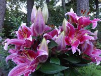 DSC00853  Mom's Asiatic lilies went nuts!