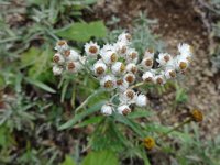 DSC01599  Pearly Everlasting - still some wildflowers in bloom!