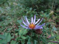 DSC01606  Aster