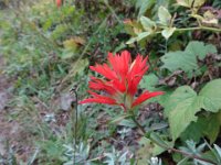 DSC01609  Scarlet Paintbrush (I think)