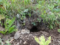 DSC01610  Marmot holes!