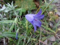 DSC01614  Harebell