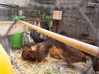 20140831 154336  Sparrow is eager to get a flock of his own!
