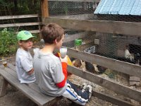 20140831 155814  Boys enjoy watching their new girls. Ben likes to have "chicken happy hour" outside, in the sun, building them things to play on. He is so funny. He loves to catch them and put them on things. All this handling is very good. It will make my job much easier when it comes to worming and dusting for mites.