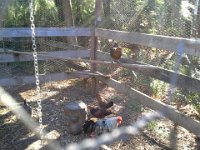 20140905 085153  Chickens in morning sun :)