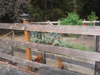 20140916 151657  AAAH! No! Chickens raiding the kale! They have found their way into the garden bed!