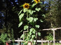 20140920 152819  These are Bainbridge Schools Foundation sunflowers! We raised them from seeds and they are the most giant I have ever seen! Good job, BSF!