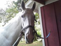 20140925 124336  Emmy waiting for her carrots after a good ride!