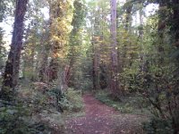 20141002 082330  Out on a run - the leaves are changing!