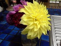 20141010 103617  Dahlia finally bloomed from our garden!