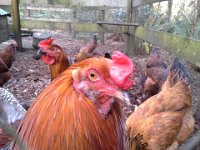 20150125 140008  It's chicken family portrait time!